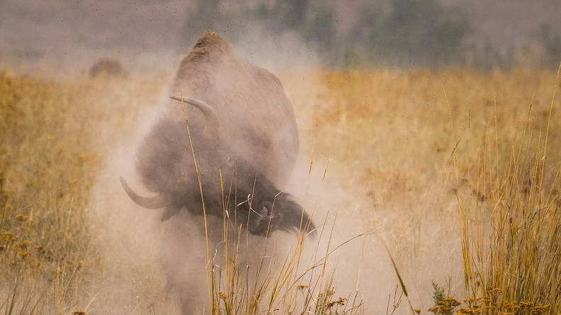 Bull Bison, National Bison Range, Montana, USA